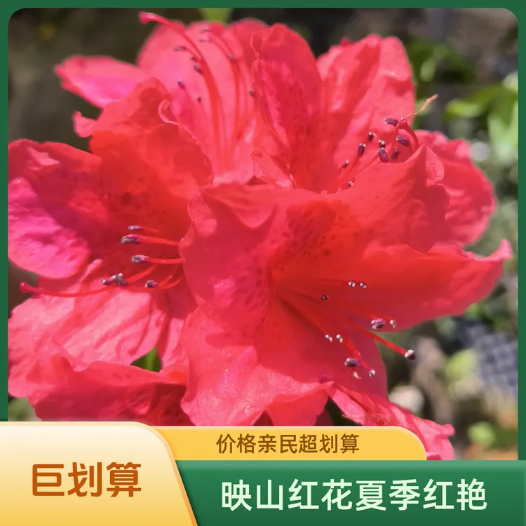 贵州映山红鸡血红杜鹃花指甲花