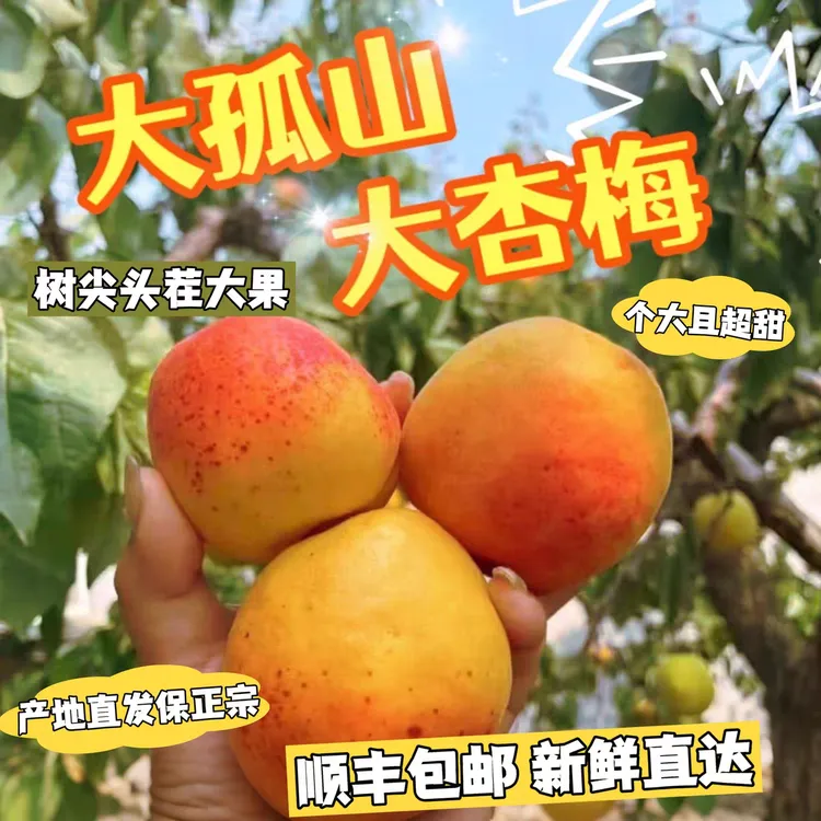顺丰空运丹东大孤山杏梅东北现摘大黄杏应季时令酸甜新鲜水果礼盒