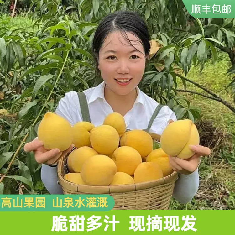 【满妹优选】新化高山黄桃香甜多汁现摘新鲜当季水果