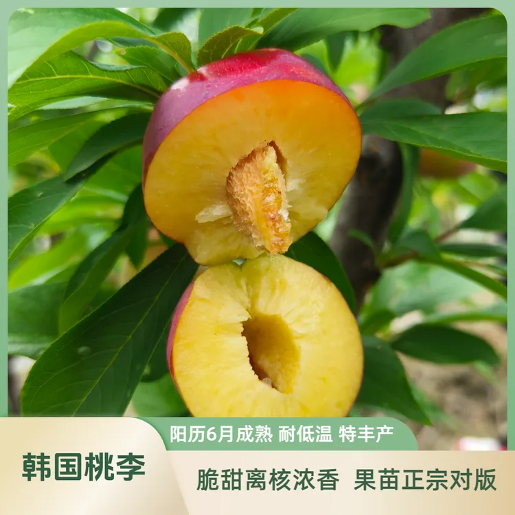 果苗/桃李苗/韩国桃李苗/新品种桃李苗/正宗桃李苗/基地直供