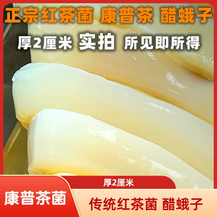 厚2厘米正宗传统红茶菌菌菇康普茶醋蛾子海宝菌胃宝菌