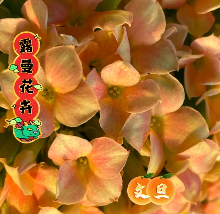 【文旦长寿花】单瓣大花带花苞发货粉色带花边好养喜光照庭院阳台
