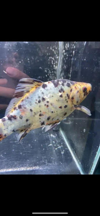 18公分炮弹体型雪豹一尾公鱼。全身满硬鳞加闪鳞。顺丰包邮包活