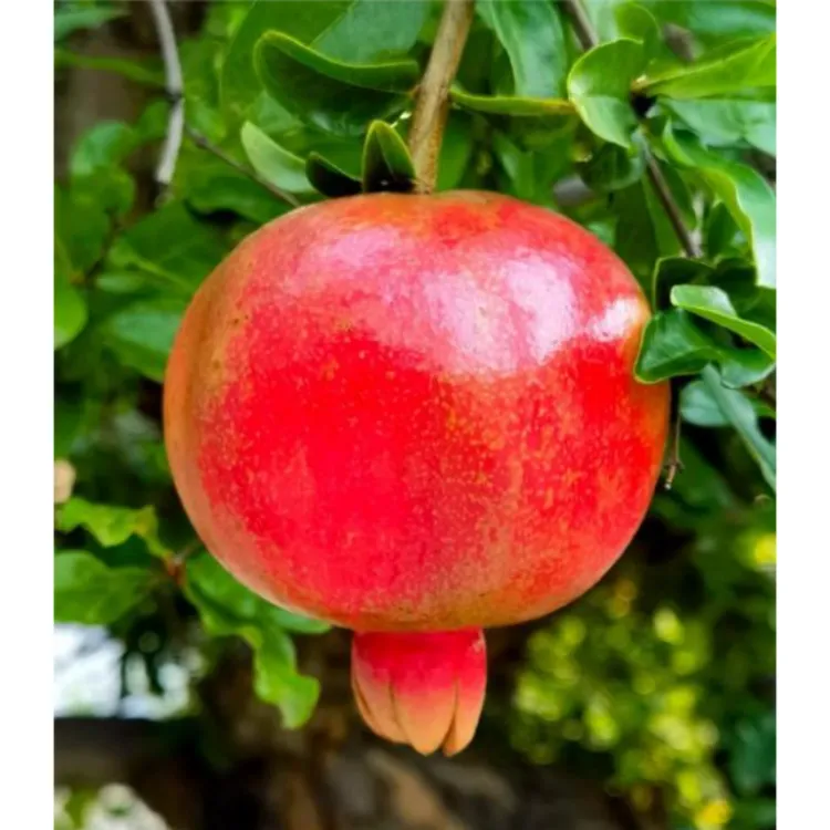 石榴树树苗大果庭院果树盆栽软子嫁接苗会理突尼斯软籽石榴树树苗