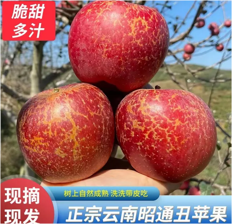云南昭通丑苹果现摘现发冰糖心脆甜多汁当季新鲜水果