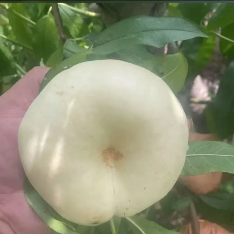 高甜奶油蟠  一年生种子 秋季落叶后发货