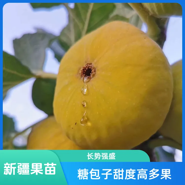 新疆早黄无花果树苗树上糖包子带盆土长势强蜜甜稀有结果种植果园