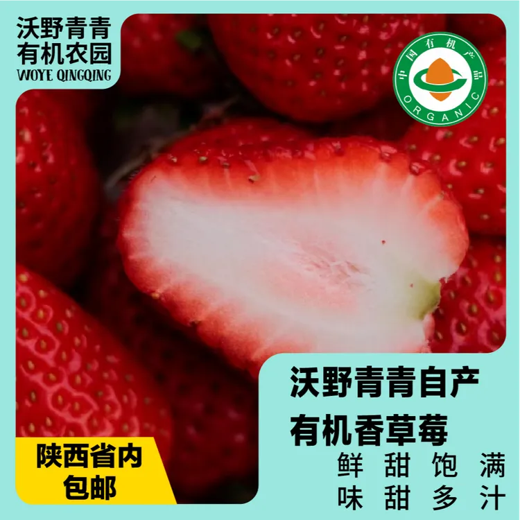 沃野青青香草莓 有机草莓 果肉紧实 口感香甜 果香四溢 唇齿留香