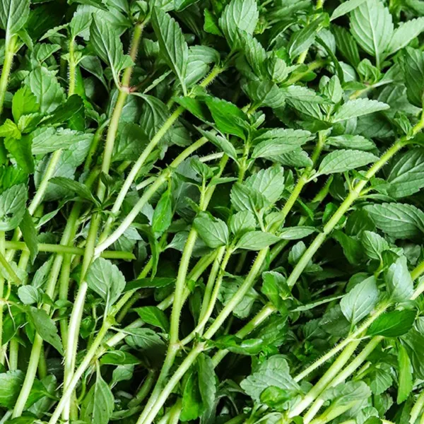 云南德宏水薄荷特产傣味麻章那香草新鲜蔬菜水香菜