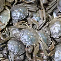 【活蟹】闸蟹 4两公  8只