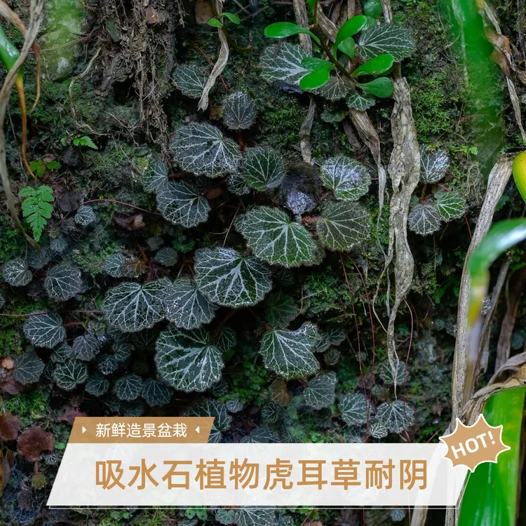虎耳草金丝荷叶吸水石上水石植物新鲜假山造景盆栽地栽造景植物