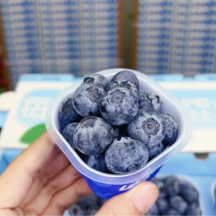 限量蓝莓宝宝杯蓝莓 18-20mm每盒60g花香浓郁【顺丰京东】