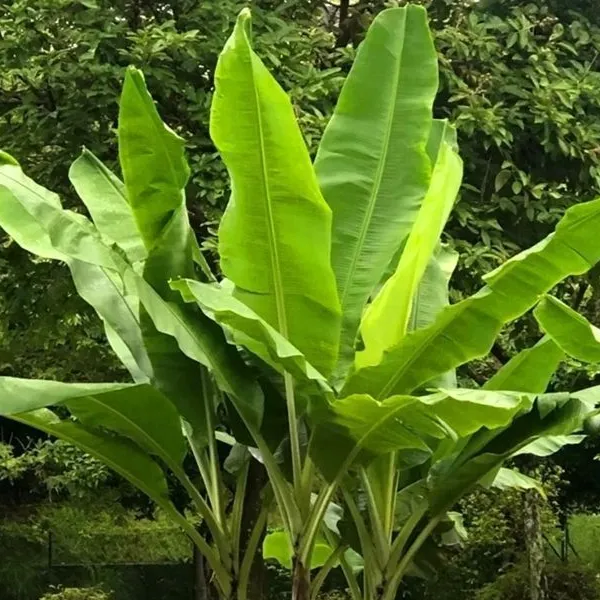 矮化芭蕉树苗粉蕉皇帝蕉苗盆栽地栽庭院办公室客厅观赏绿植可结果