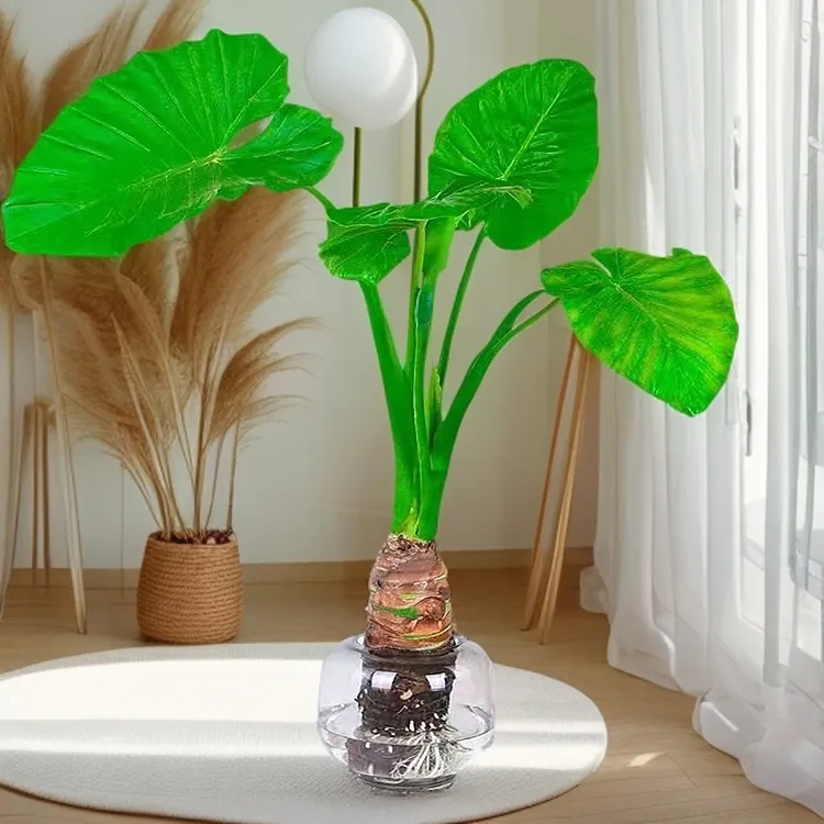 庭院网红室外室内大型盆栽茶室结果滴水观音绿植茶室飘枝盆栽绿植