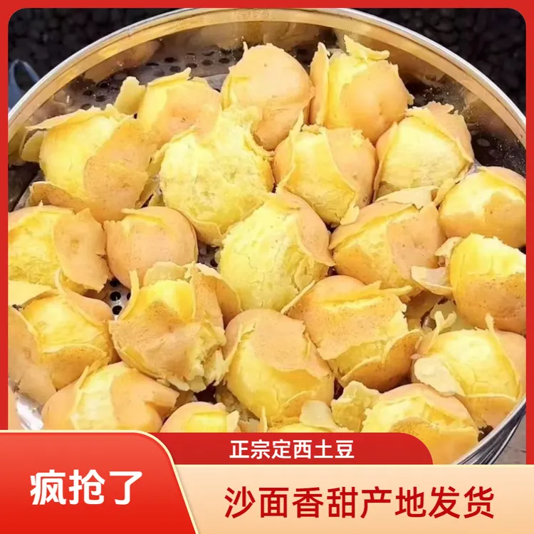 甘肃定西2025年现挖黄心沙面粉糯土豆洋芋马铃薯旱地好吃黄心土豆