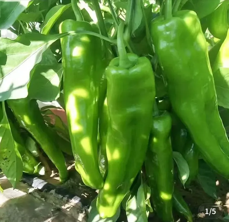 【牛角椒种子】特大香辣牛角辣椒种子高产辣椒种籽阳台庭院蔬菜种子