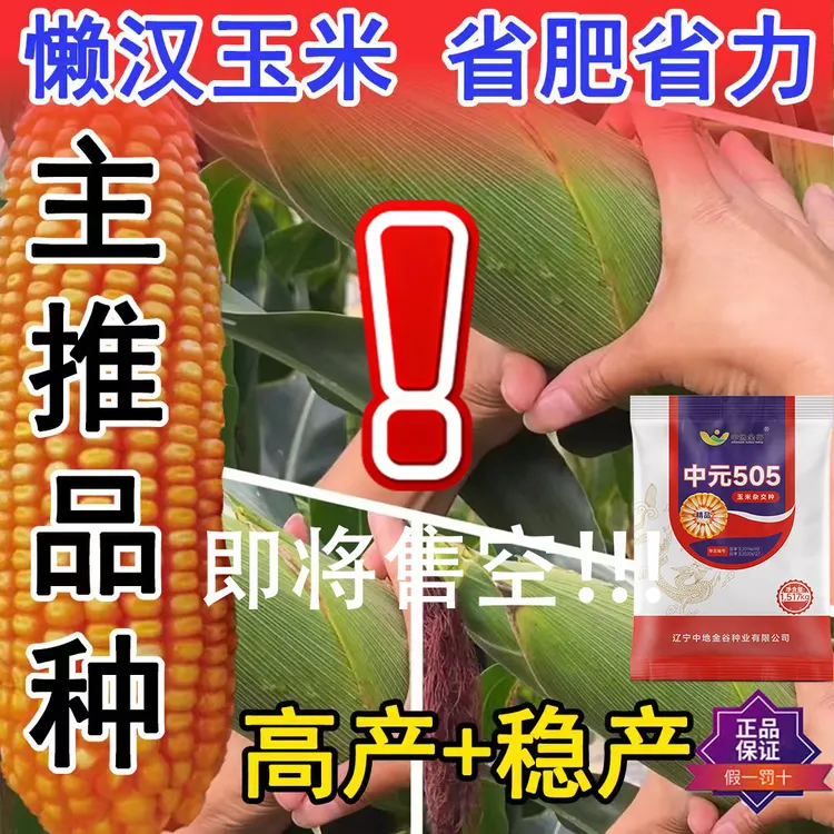 三国审高产玉米种子红轴大棒中元505抗旱能力强真正抗病稳产包谷