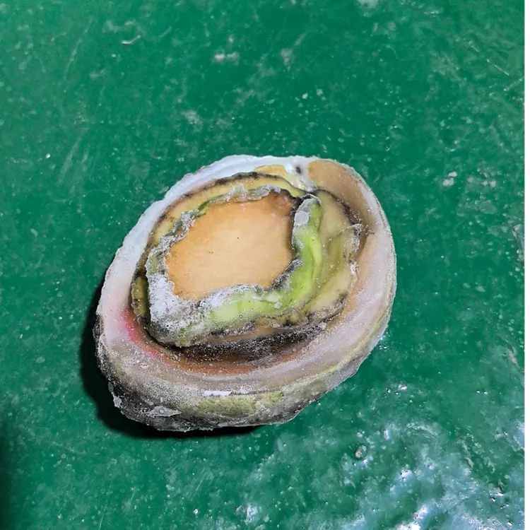 澳洲青边鲍5头1000g