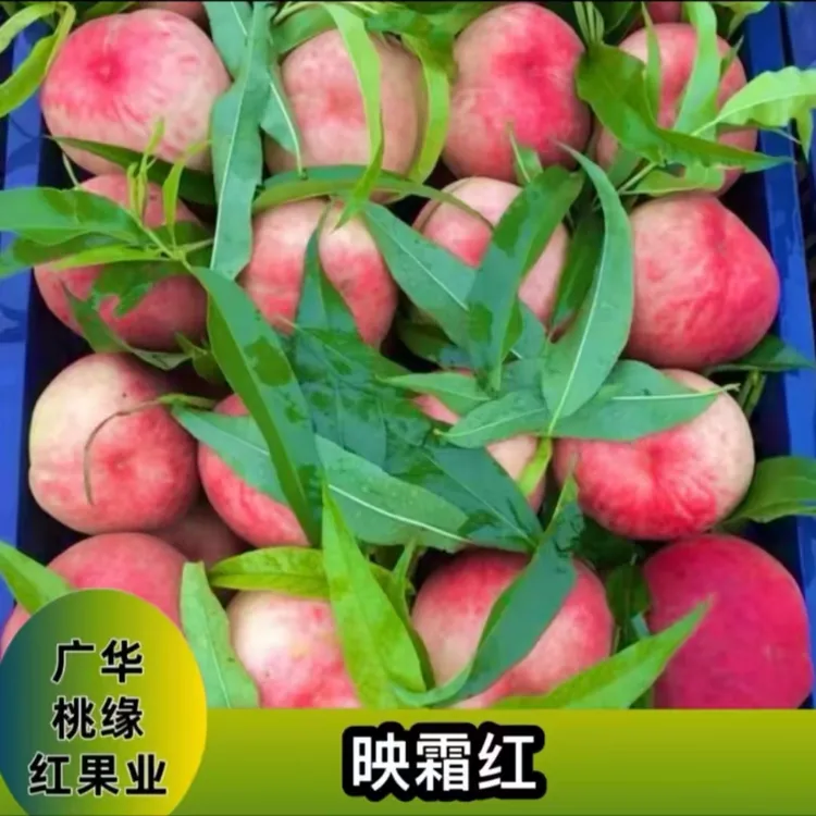 映霜红  一年生种子秋季落叶后发货