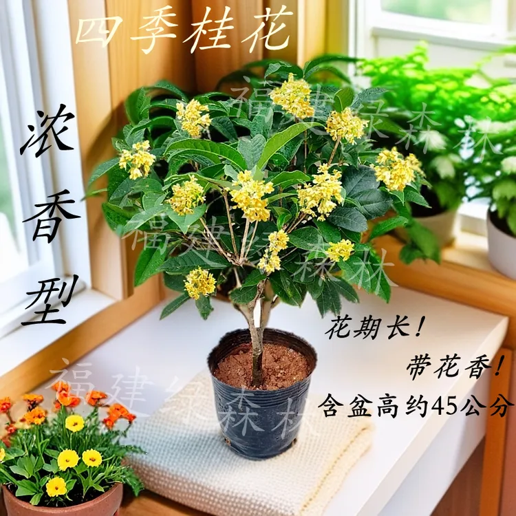 平安喜乐顺丰包邮四季桂花树苗开花浓香型阳台盆栽室内植物好养易活庭院