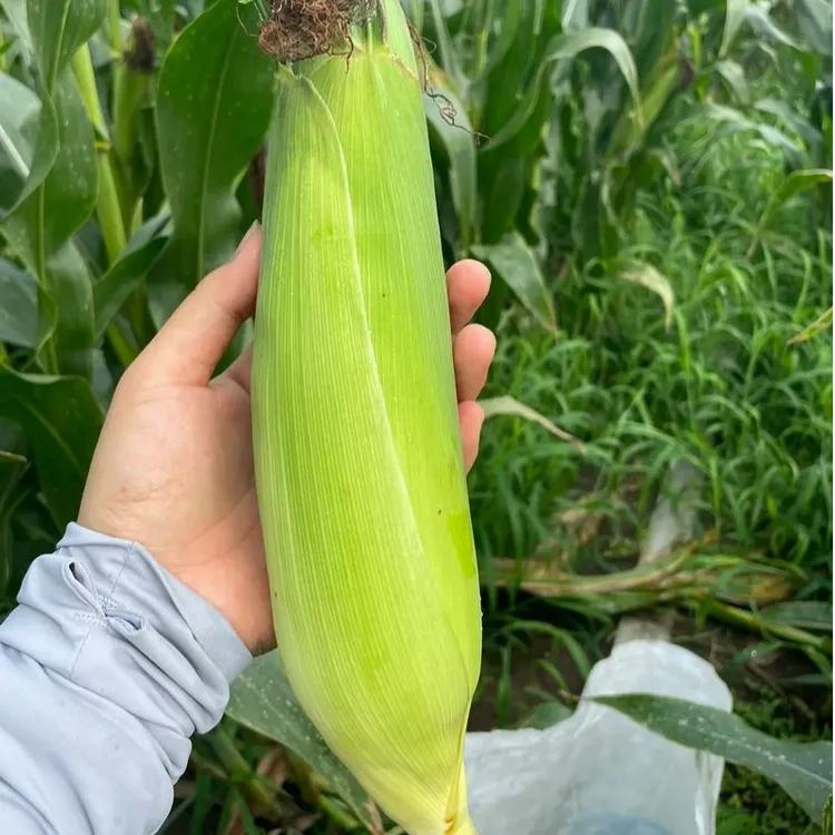 祁连山村集体甜糯玉米美味早餐当季真空包装开袋即食到手10根