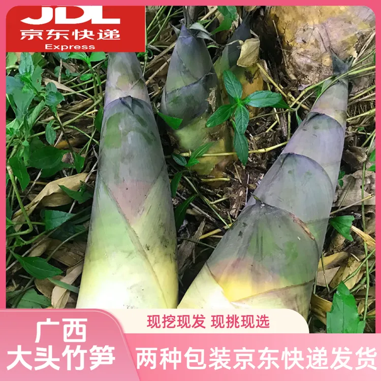 广西大头竹笋新鲜现挖麻竹笋带壳鲜笋夏笋泡酸笋专用刺竹笋甜竹笋
