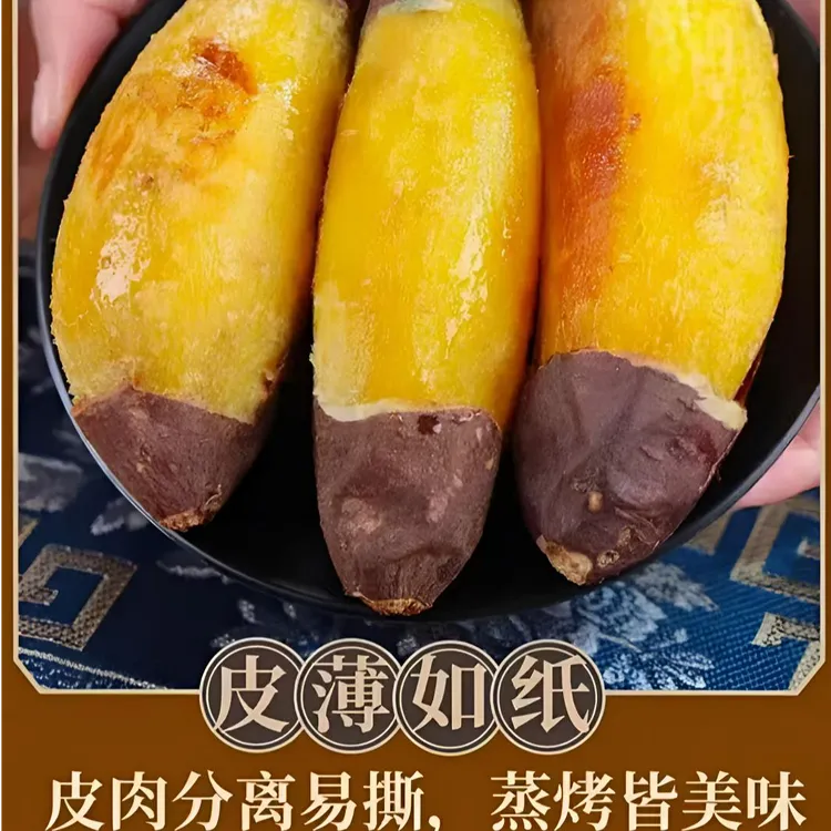 北归高山蜜薯（中果）
