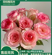 艾莎单头玫瑰   枝干短   两单以上包邮