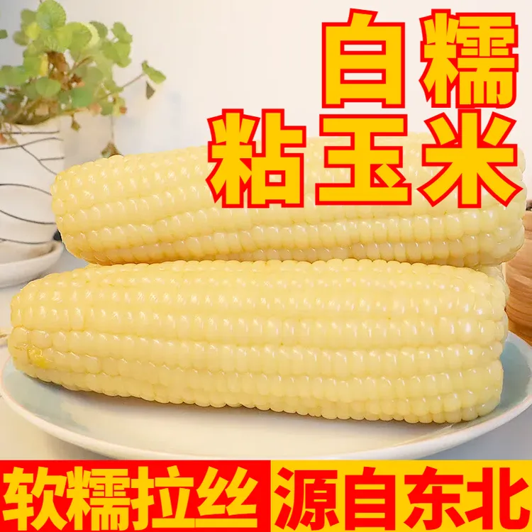 东北白糯玉米软糯香甜260g起颗粒饱满食用农产品粗粮减脂减脂餐