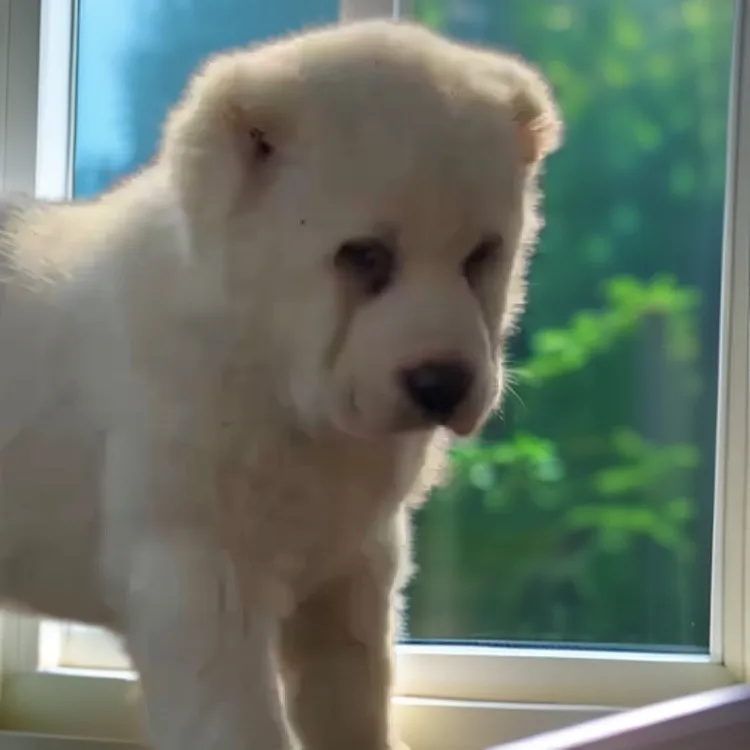 中亚牧羊犬宠物狗狗