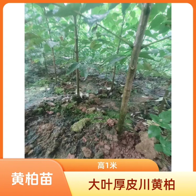黄柏贵州大叶厚皮川黄柏顺丰包邮送货上门死苗包赔不涨包赔