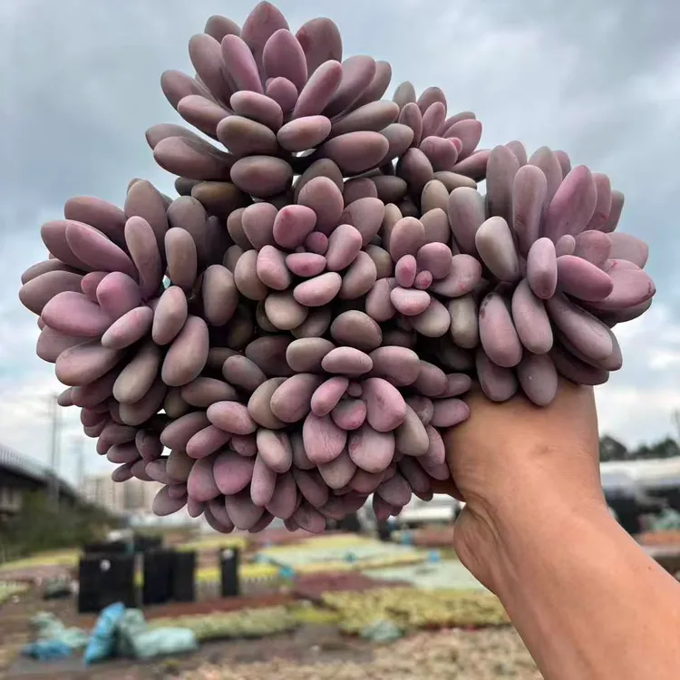 超大桃蛋  小谢多肉拍空气多肉植物耐旱包邮  以直播展示为准