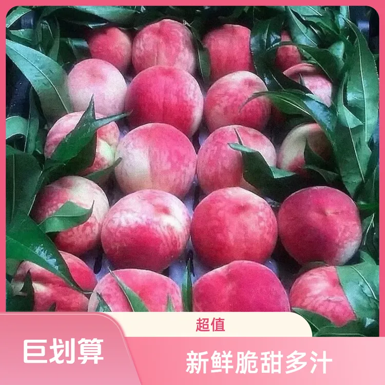 春晓舂蜜水蜜桃新鲜脆甜桃子毛桃蜜桃脆桃应季时令水果整箱