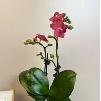 朝暮里蝴蝶兰（樱桃番茄带花带花苞）开花珠发货