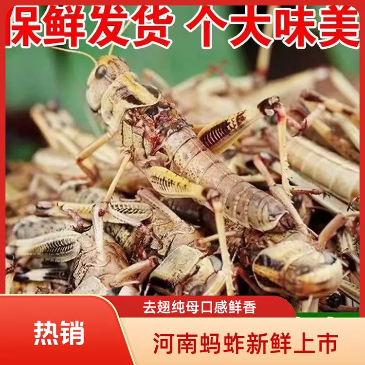 河南新鲜蚂蚱 大号去翅纯母蝗虫食用昆虫蚱蜢速冻带籽混合去翅膀