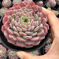 9#白胖子多肉植物    前男友精品多肉