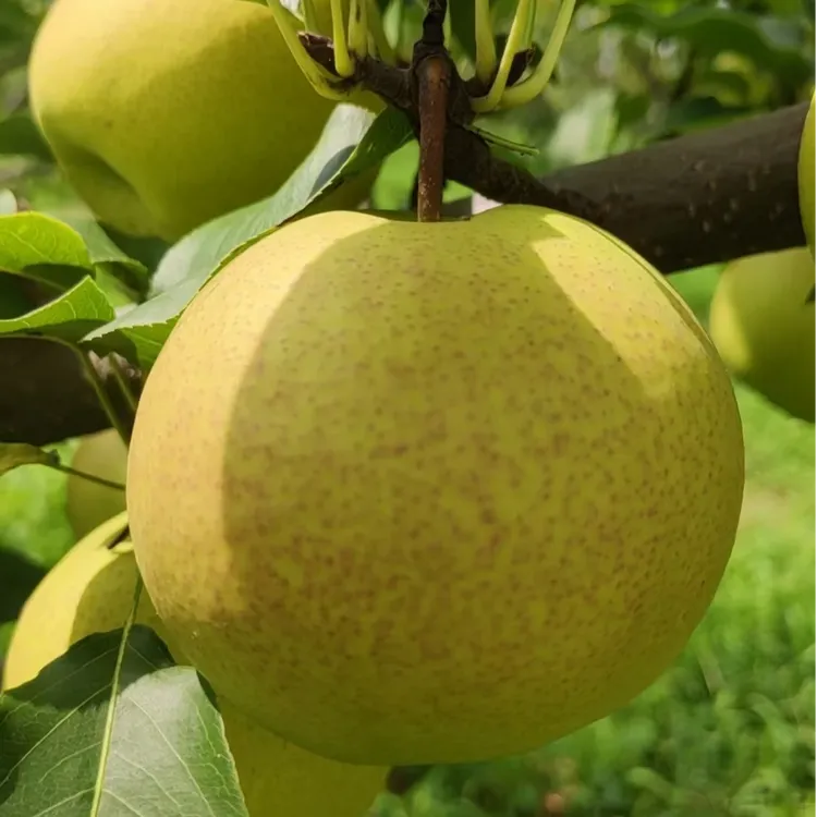 山西丹霞红梨酥梨当季水果酥脆香甜多汁