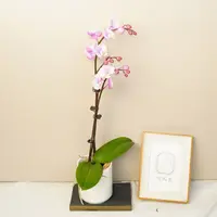 悠花里蝴蝶兰【小梅花全花】3.0寸高档花发货