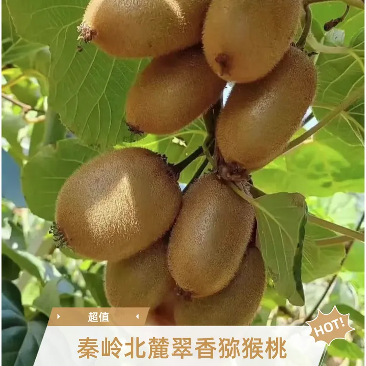 陕西特产翠香徐香猕猴桃周至猕猴桃直发批发即食猕猴桃水果