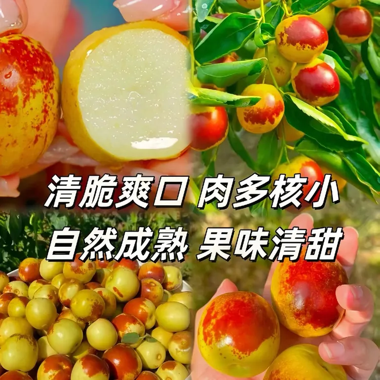 自然成熟新鲜酥脆香甜冰糖冬枣现摘现发甘甜多汁