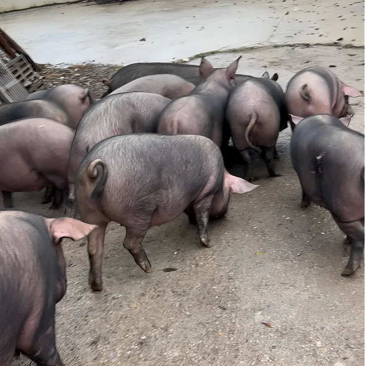 云坝腊乡私人定制整头年猪腊肉（支付99元为整头猪预付定单金额）