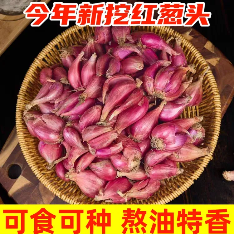 正宗农家新鲜红葱头小香葱头可栽植可食用盆栽地栽
