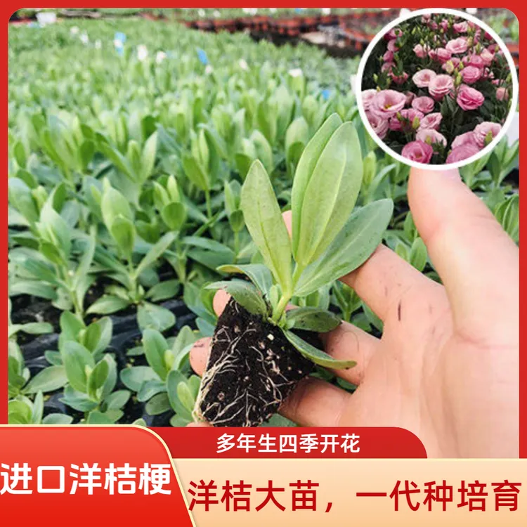 进口洋桔梗大花苗多年生耐冷耐热四季开花庭院阳台易活颜色鲜艳