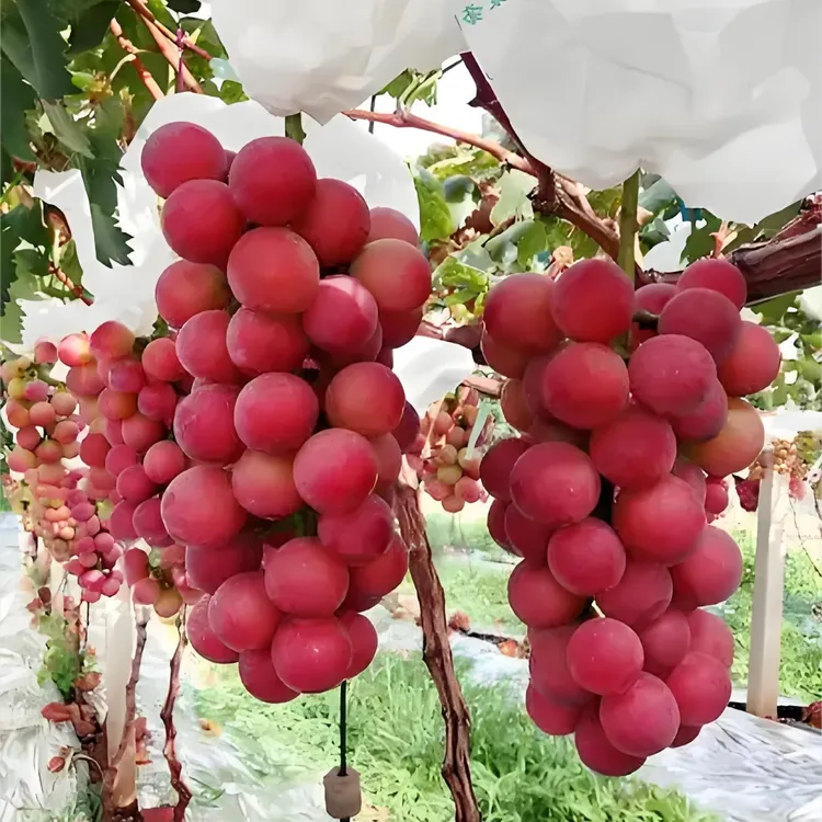 双品葡萄树苗盆栽地栽南北方种植当年结果爬藤立架新品种妮娜皇后