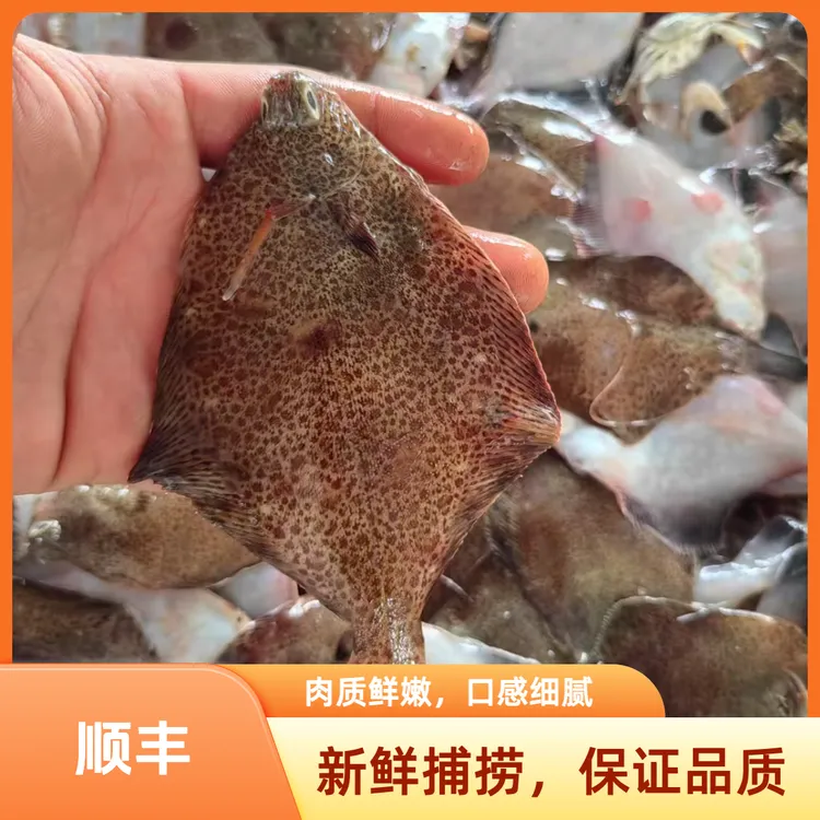 青岛本地小海鼓眼鱼 比目鱼码头鲜顺丰包邮