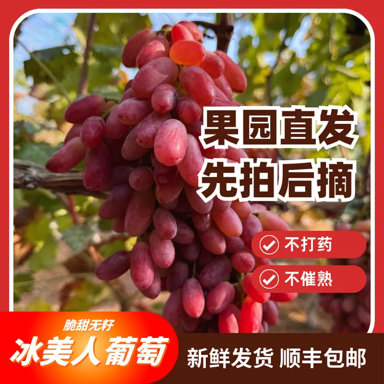 【果园直发】冰美人葡萄 现采现发 皮薄无籽 果园现采包邮