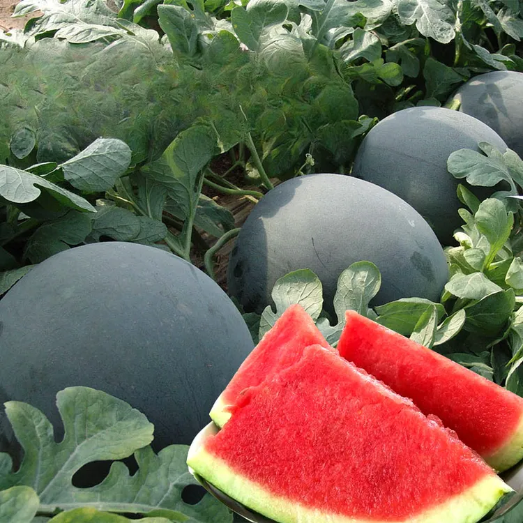 【黑蜜2号西瓜种子】四季种植盆栽地栽阳台小院种植