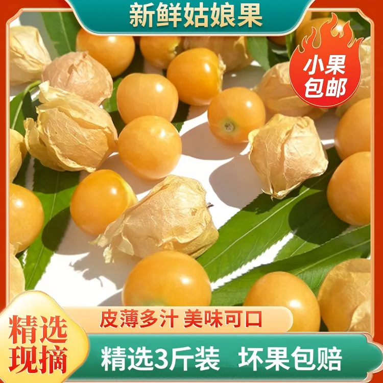 [小果]东北姑娘果超甜应季水果新鲜采摘助农产品正宗姑娘果1500g