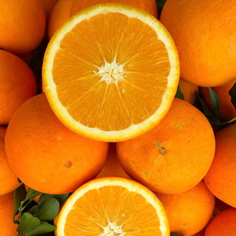 赤水河脐橙山区果园直发新鲜零污染水果皮薄多汁