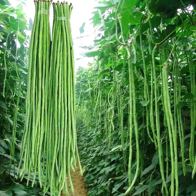 【瀑布长豇豆种子】摘不败长豆角种子无筋高产豇豆四季早熟蔬菜种子
